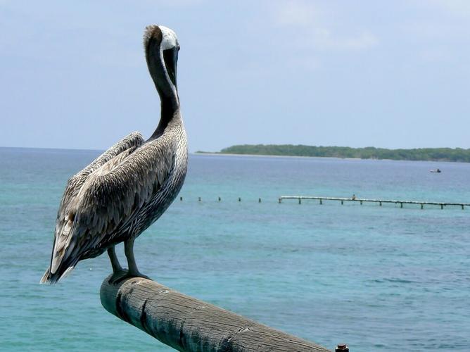things-to-do-cartagena-colombia-rosario-islands-boat-rental-sailo