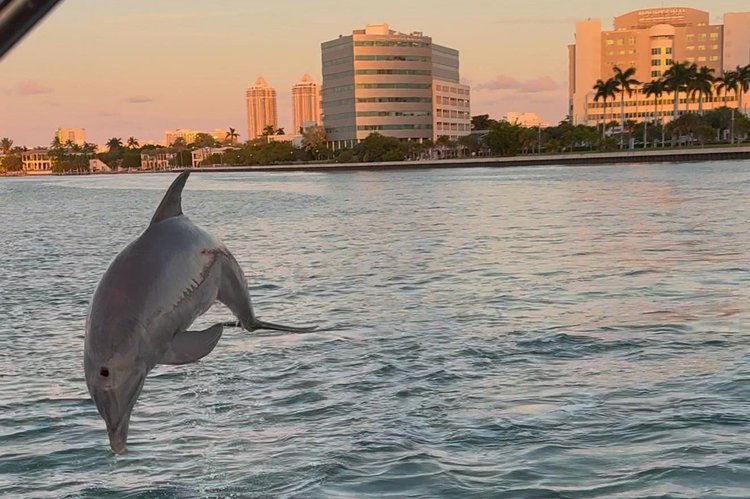 Discover Miami Beach surroundings on this 243 DC Nauticstar boat